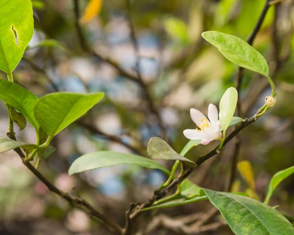 Bloeiende rose en witte kalk bloemen op een citroen boom tak — Stockfoto