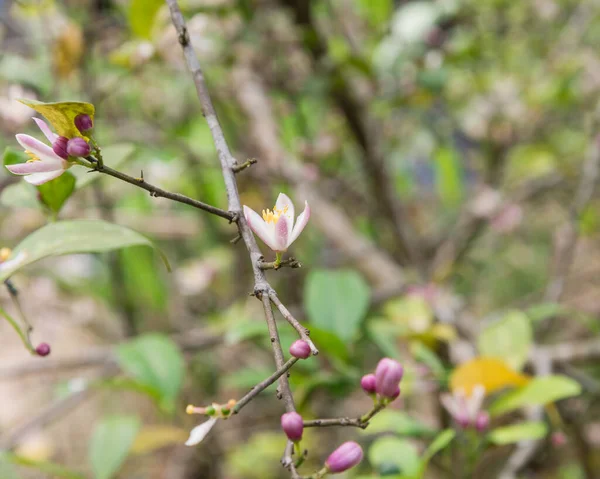 Beautiful blooming pink and white flowers and burgeons on a lemon tree branch — Stock Photo, Image