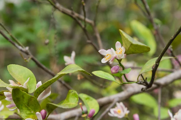 Beautiful blooming pink and white flowers and burgeons on a lemon tree branch — Stock Photo, Image