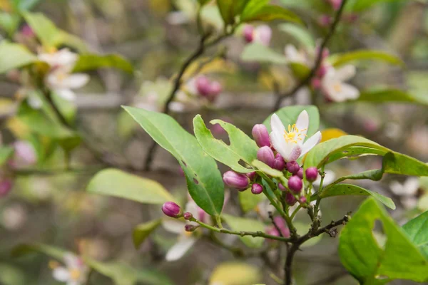 Beautiful blooming pink and white flowers and burgeons on a lemon tree branch — Stock Photo, Image