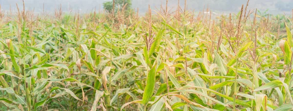 Fazenda de milho orgânico panorâmico com espiga e flores close-up no Vietnã do Norte — Fotografia de Stock