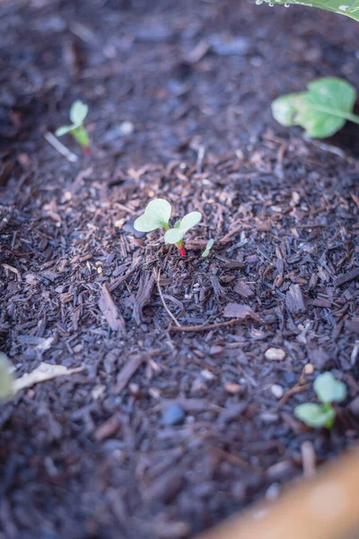 Brotes de rábano ecológico que crecen en la cama del jardín de la cocina — Foto de Stock