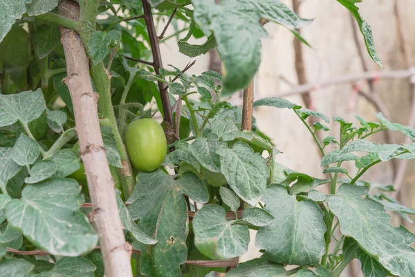 Grüne Tomaten wachsen auf hausgemachten Ästen Spalierstruktur im Containergarten in Hanoi — Stockfoto