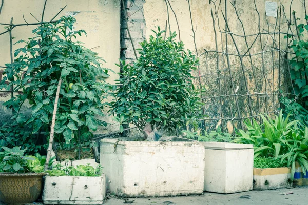 Ряд стиропінових коробок, горщиків з овочами, що ростуть на решітці в саду контейнерів в Ханої. — стокове фото