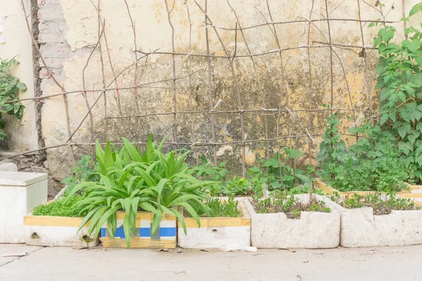 Fila de reciclar cajas de espuma de poliestireno y vegetales creciendo en enrejado en el jardín de contenedores en Hanoi — Foto de Stock
