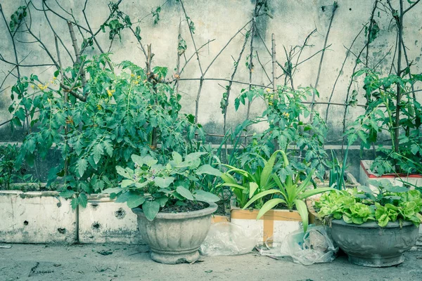 Row of styrofoam boxes, pots with vegetable growing on trellis at container garden in Hanoi — Stock Photo, Image