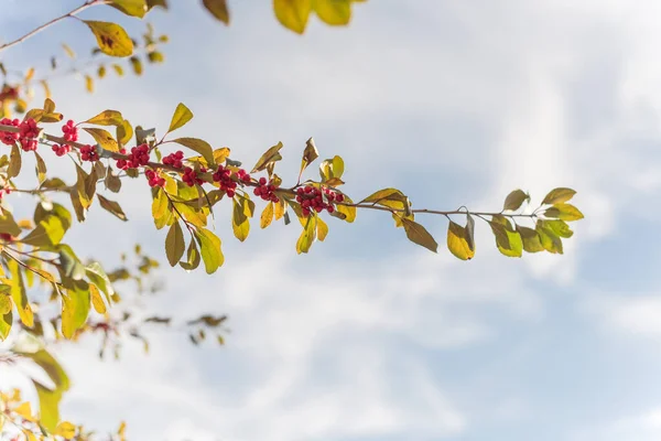 Texas Winterberry Ilex Decidua Червоні фрукти на гілках дерев в сонячний осінній день — стокове фото