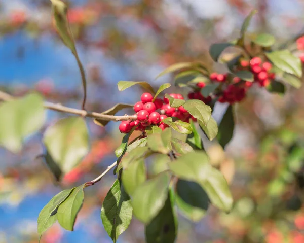 Texas Winterberry Ilex Decidua rood fruit op boomtakken op zonnige herfstdag — Stockfoto
