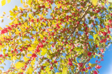 Güzel Teksas Winterberry Ilex Decidua güneşli sonbahar gününde ağaç dallarında kırmızı meyveler