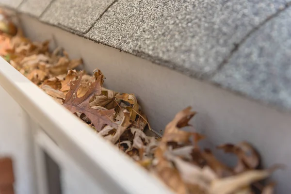 Blocked gutter full of autumn dried leaves and debris clogging in Texas, America