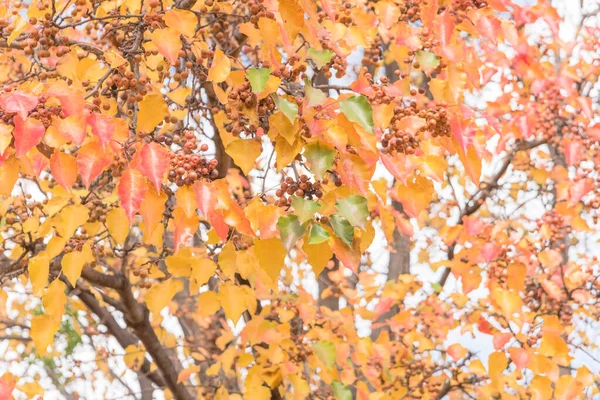 Feuilles d'automne vertes, orange, jaunes, rouges couleur poire Bradford ou Pyrus calleryana en Amérique — Photo