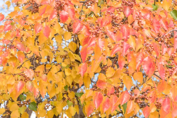 Hojas de otoño de color verde, naranja, amarillo, rojo de la pera Bradford o árbol de Pyrus calleryana en América —  Fotos de Stock