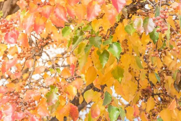 Hojas de otoño de color verde, naranja, amarillo, rojo de la pera Bradford o árbol de Pyrus calleryana en América —  Fotos de Stock