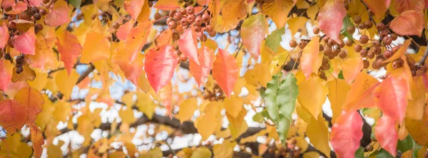 Verde panorâmico, laranja, amarelo, vermelho queda folhas cor de Bradford pêra ou Pyrus calleryana árvore — Fotografia de Stock