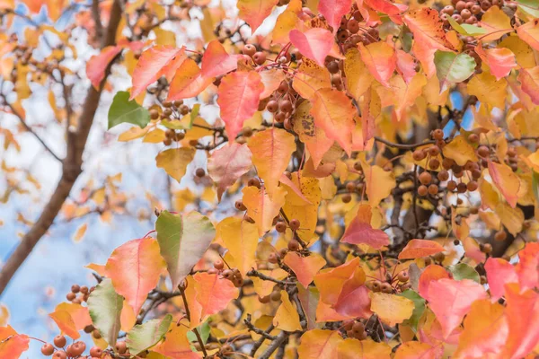 Feuilles d'automne vertes, orange, jaunes, rouges couleur poire Bradford ou Pyrus calleryana en Amérique — Photo