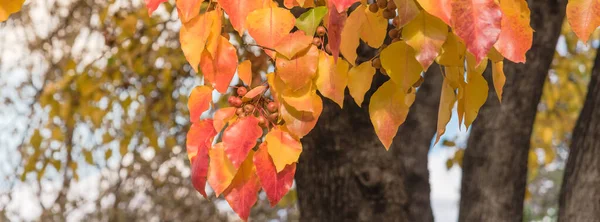 Hojas de otoño de color verde, naranja, amarillo, rojo panorámico de pera Bradford o árbol de Pyrus calleryana —  Fotos de Stock