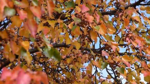 Selective Focus Slow Moving Wind Fall Colors Bradford Pear Tree — Stock Video