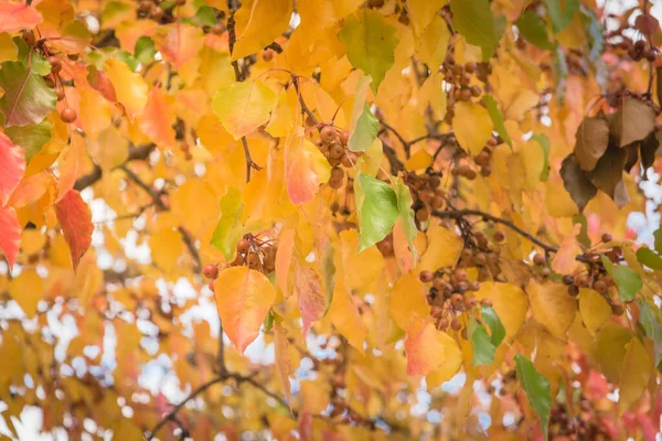 Зелене, оранжеве, жовте, червоне листя листя Бредфорда груші або дерево Піруса в Америці. — стокове фото