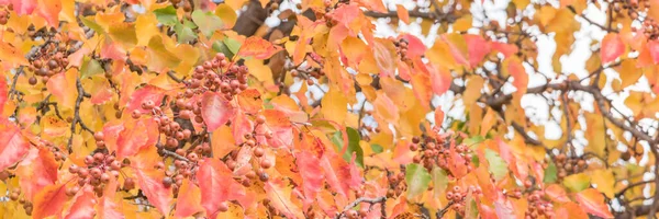 Verde panorâmico, laranja, amarelo, vermelho queda folhas cor de Bradford pêra ou Pyrus calleryana árvore — Fotografia de Stock