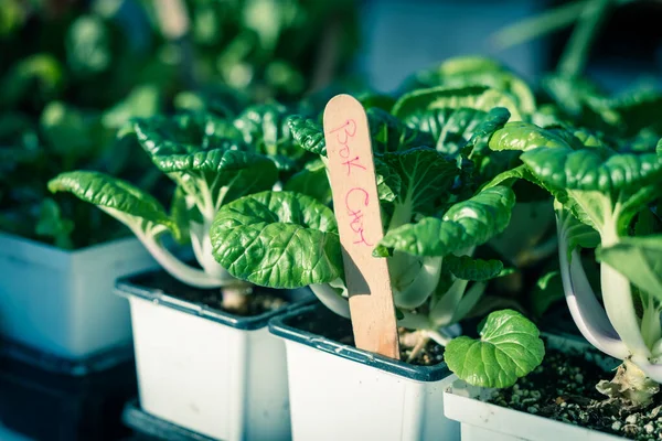 Imagen filtrada poco profunda DOF maceta fresca de plantas de bok choy con etiquetas para la venta de primer plano — Foto de Stock