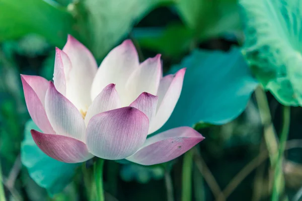 Letni kwiat lotosu w pełnym rozkwicie z naturalnym nieostrym tłem — Zdjęcie stockowe
