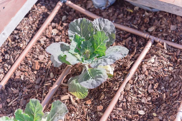 Organische broccoli planten groeien op verhoogd bed met automatische druppelsysteem — Stockfoto