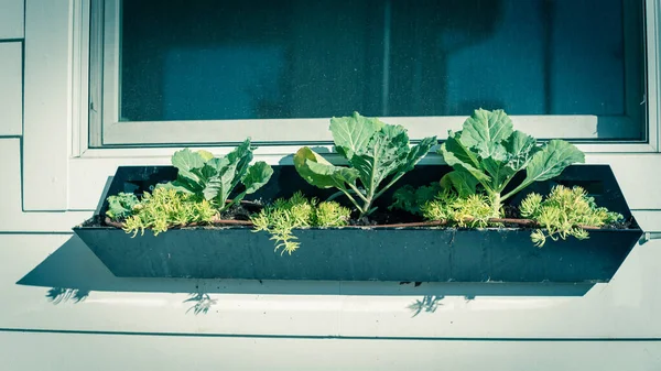 Sunny windows boxes with organic broccoli plant growing and irrigation system