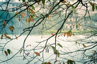 Hoan Kiem Gölü, Hanoi 'deki Tatlı Su Mangrov ve Kaplumbağa Kulesi' nin filtrelenmiş sarı yaprakları.