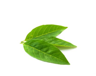 Üst görünüm stüdyo üç muhallebi elma veya şeker-elma, sweetsop beyaz arka planda izole yaprakları vurdu. Bu Annona squayosa, tropikal Amerika ve Batı Hint Adaları 'nın yerli meyvesi