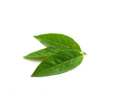 Üst görünüm stüdyo üç muhallebi elma veya şeker-elma, sweetsop beyaz arka planda izole yaprakları vurdu. Bu Annona squayosa, tropikal Amerika ve Batı Hint Adaları 'nın yerli meyvesi