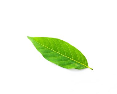 Stüdyo tek muhallebi elma veya şeker-elma, sweetsop yaprağı beyaz arka plan izole vurdu. Bu Annona squamosa, tropikal Amerika ve Batı Hint Adaları yerlimeyve