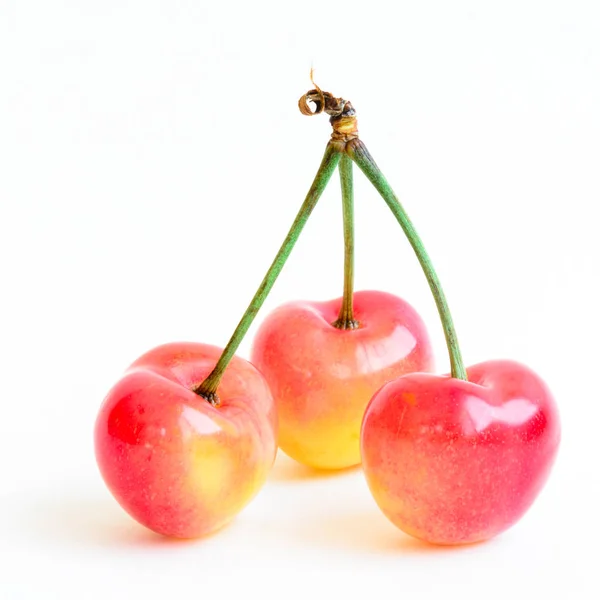 Three Rainer cherries joined with stem isolated on white background. Fresh picked organic cherries grown in Yakima Valley, Washington State, USA.