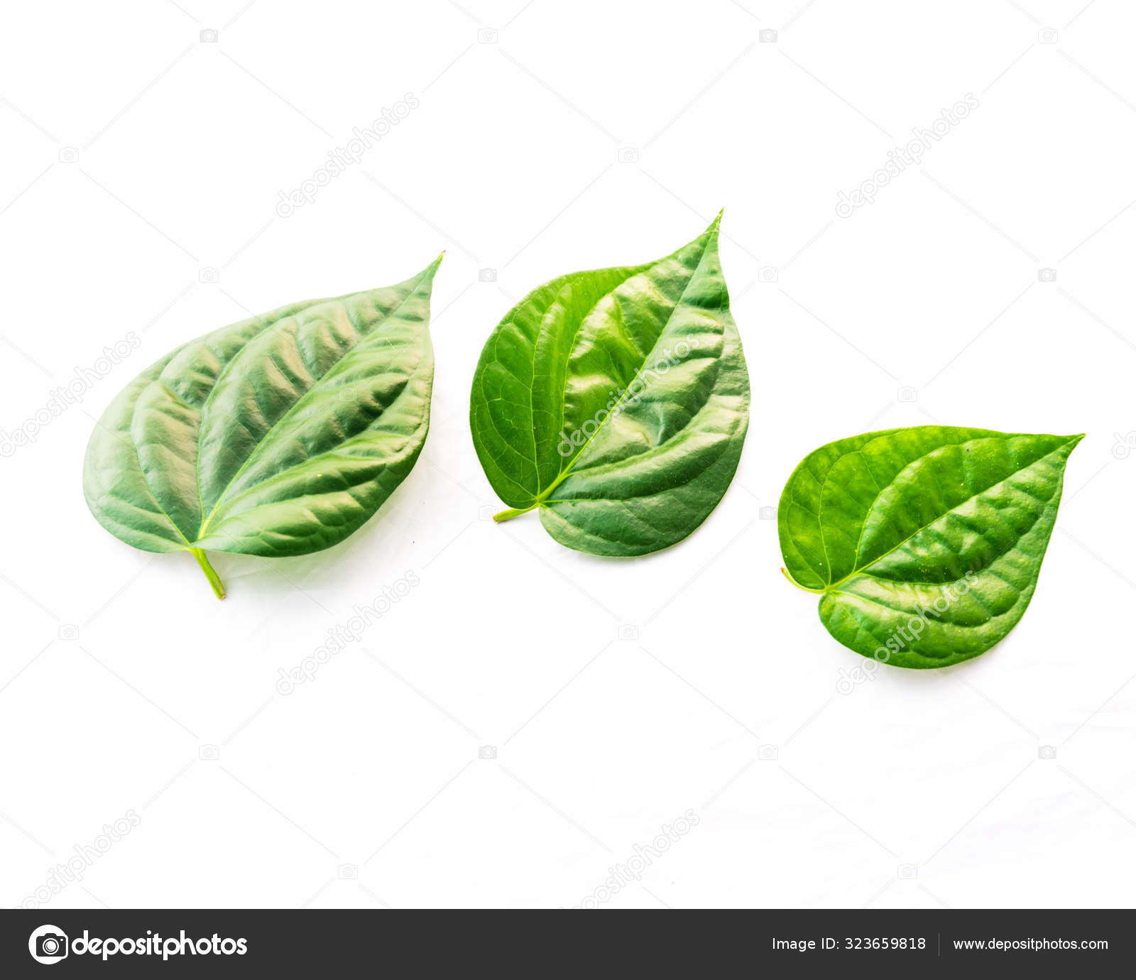 Close Studio Shot Three Vietnamese Betel Leaves Paan Scientific Name top-10-medicinal-benefits-of-betel-leaves-48-off