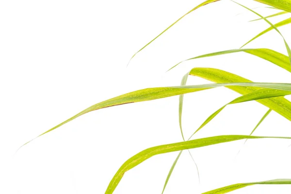 Зелене Пишне Листя Цукрової Тростини Ізольовано Білому Тлі Довге Зелене — стокове фото