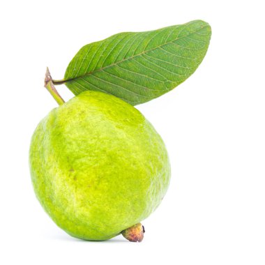 Beyaz arka planda yaprak izole edilmiş tek bir guava meyvesi. Yakın plan taze koparılmış organik yeşil deri Psidyum guajava ekini Vietnam 'dan.