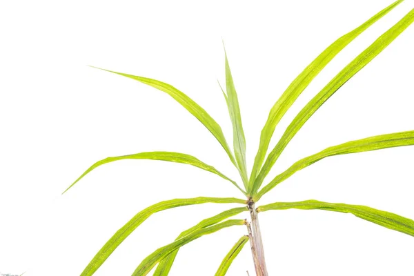 Sugarcane Leaves Tops Isolated White Background Long Green Leaves Clipping — Stock Photo, Image