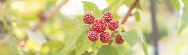 Panoramisch Uitzicht Stapel Onrijpe Bramen Groeien Boom Rood Onrijp Donker — Stockfoto