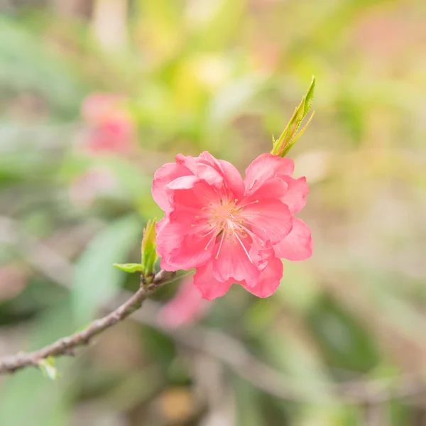 북베트남의 정원에서 송이의 복숭아 가까이 있습니다 이것은 봄철에 월계수를 장식물입니다 — 스톡 사진