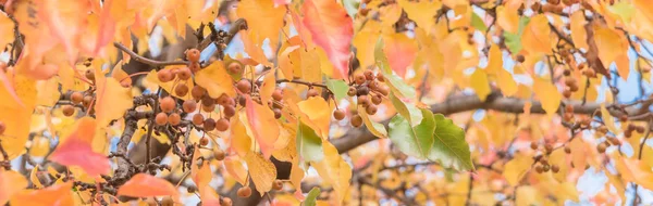 Panorama Ver Colores Otoño Hojas Peral Bradford Frutas Con Combinaciones —  Fotos de Stock