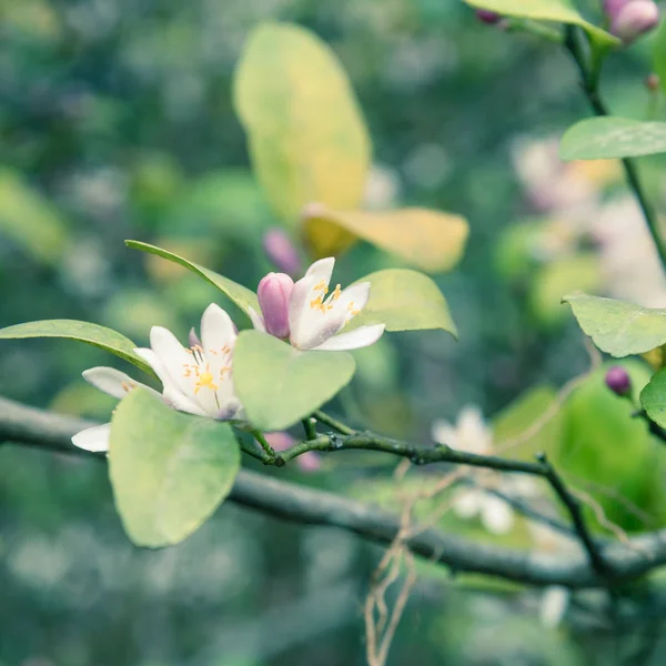 Blooming Flowers Burgeons Lemon Tree Branch Kitchen Garden North Vietnam — Stock Photo, Image