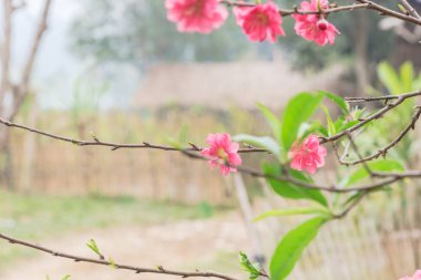 Kuzey Vietnam kırsalında şeftali çiçeği açar. Arka planda ahşap çitler vardır. Bu Vietnam Yeni Yılı için süs ağaçları İlkbaharda Tet.