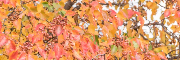 Panorama Ver Colores Otoño Hojas Peral Bradford Frutas Con Combinaciones —  Fotos de Stock