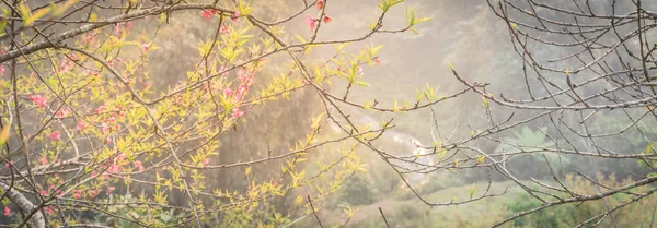 Panorama Schöne Tal Und Bergblick Mit Pfirsichblüte Ländlichen Nordvietnam Das — Stockfoto