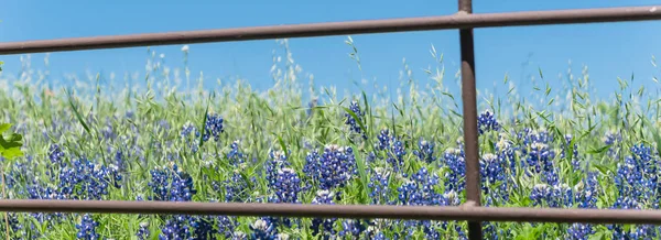 Panoramisch Uitzicht Prachtige Blossom Bluebonnet Velden Langs Rustieke Hek Het — Stockfoto