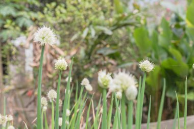 İlkbahar zamanı Vietnam 'ın kırsal kesimindeki organik bahçede çiçek açan yeşil soğan soğanları seçici bir odak noktası. Baharatlı bitki tomurcukları yakın plan.