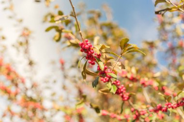 Ilex Decidua ya da kış meyvesi, Possum Haw, Yapay Holly kırmızı meyveleri büyük ağaç üzerinde bulut mavisi gökyüzünün altında. Dallas, Teksas 'ta sonbaharda renk alevi.
