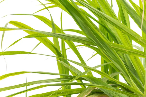 Зелене Пишне Листя Цукрової Тростини Ізольовано Білому Тлі Довге Зелене — стокове фото