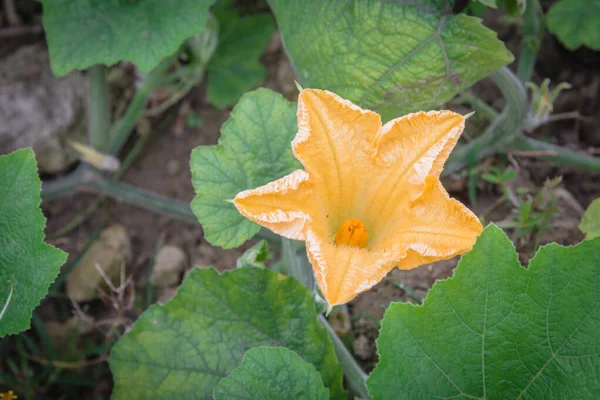 Close Yellow Pumpkin Flower Young Fruit Farm North Vietnam Strong — Stock Photo, Image