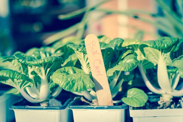 Fotografía Tonificada Con Foco Selectivo Joven Bok Choy Planta Maceta —  Fotos de Stock