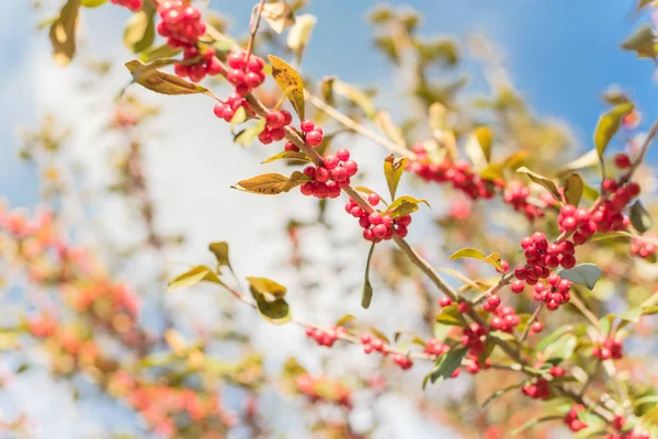 Close Ilex Decidua Winterbes Possum Haw Bladverliezende Holly Rood Fruit — Stockfoto